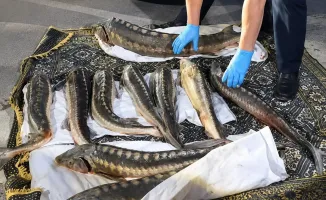 В Мангистау задержали нарушителей с уловом краснокнижной рыбы
